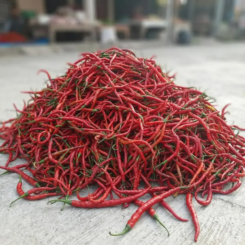 Cabe Merah Keriting - image 2