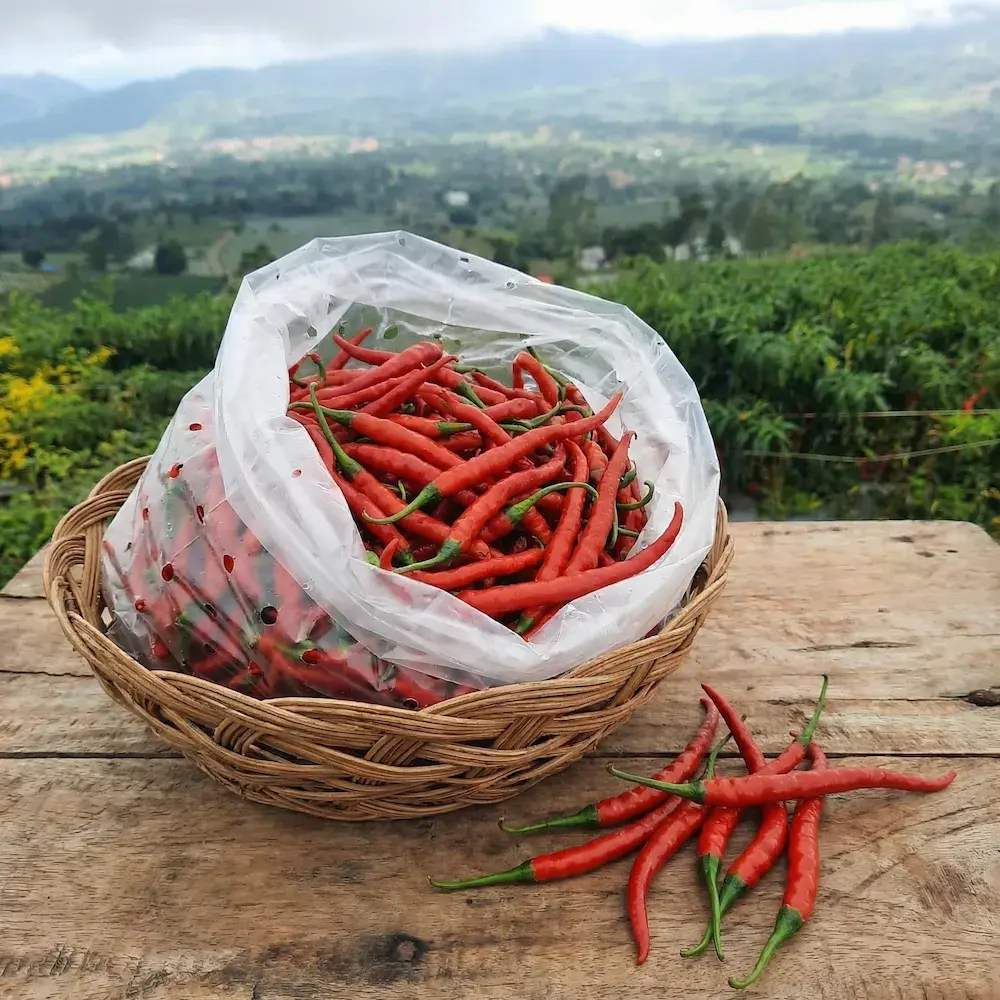 Cabe Merah Keriting - image 1