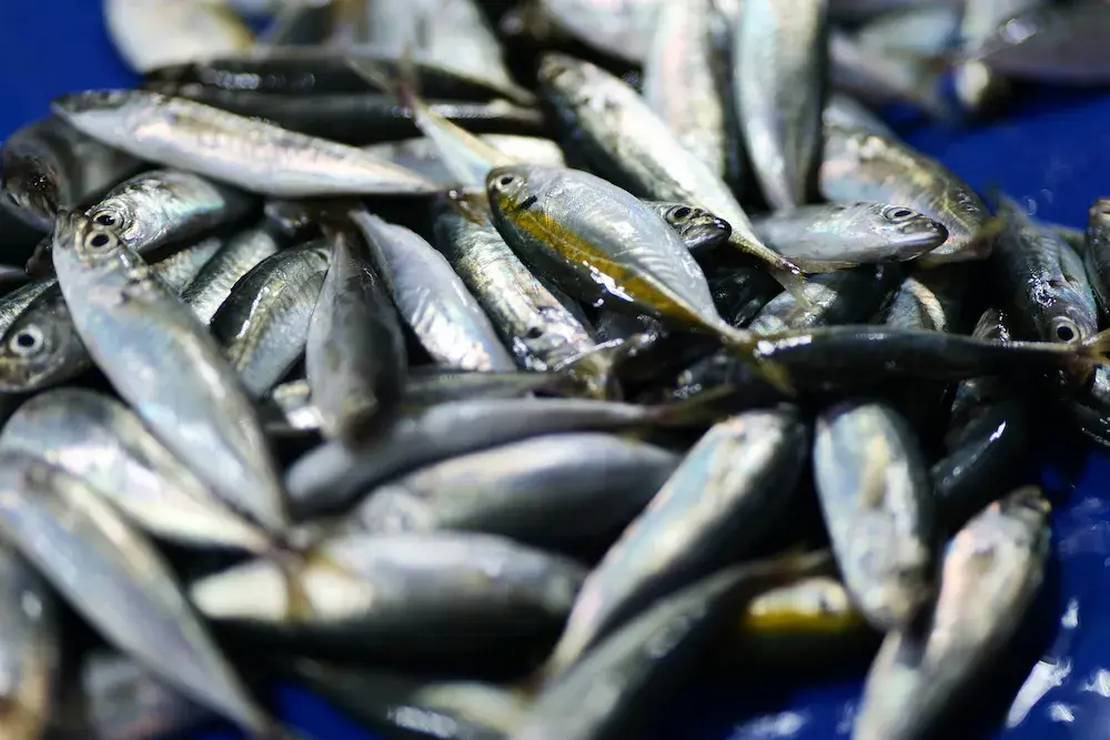 Ikan Kembung - image 1